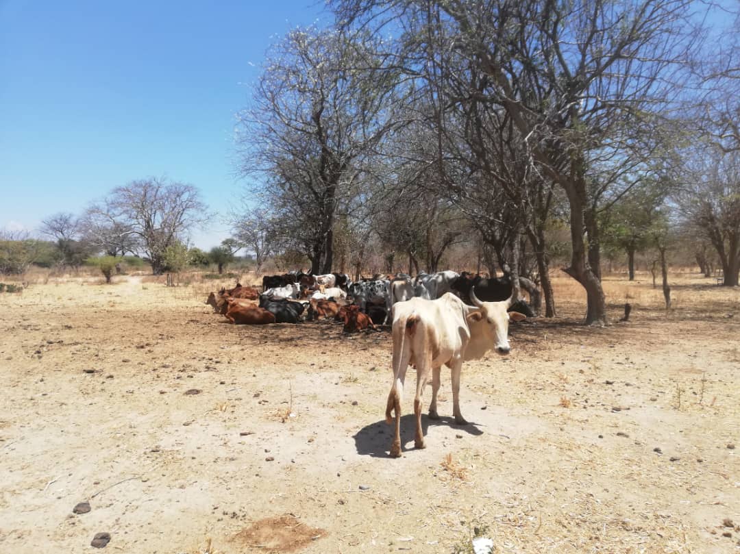 Cum s-au schimbat viețile lui Upendo și ale copiilor săi după ce au primit o casă și o vacă