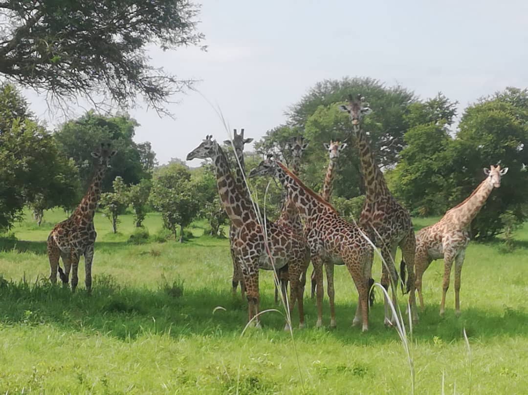 Girafe în parcul național Mikumi din Tanazania