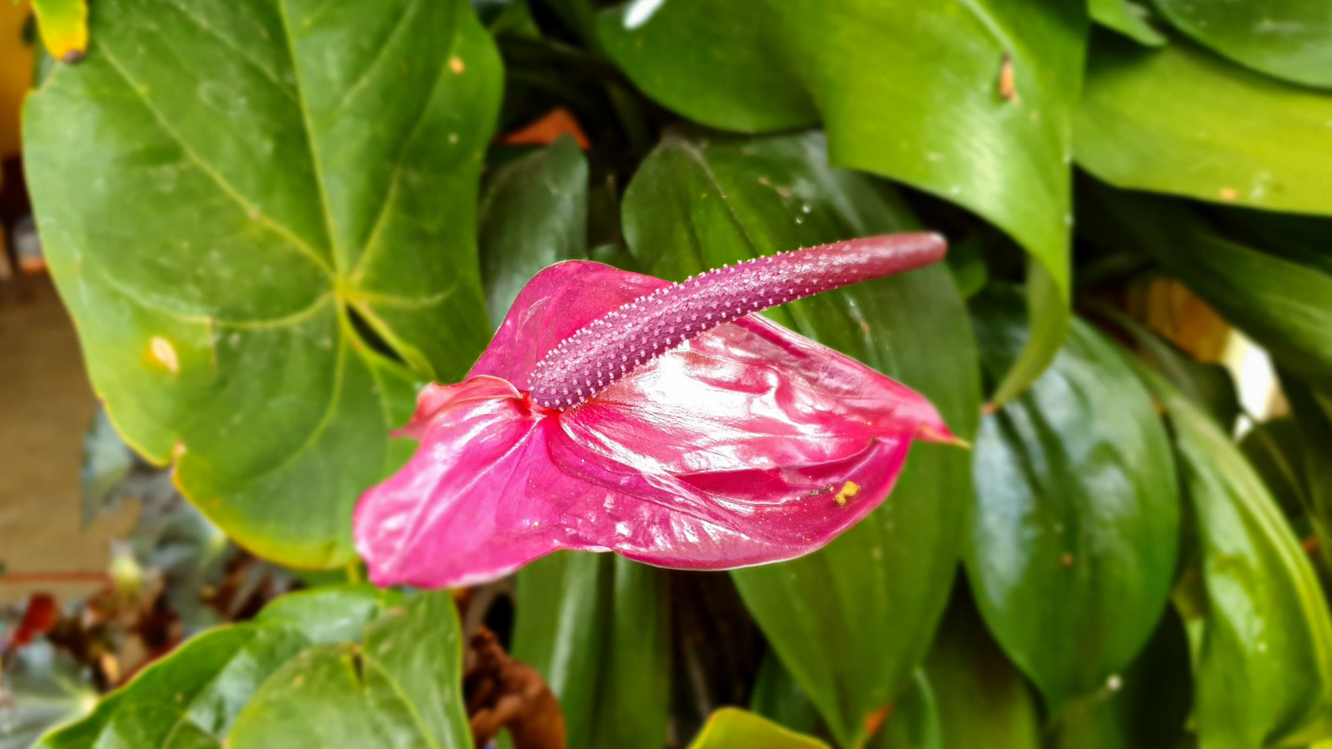 Este și ceva frumos aici?