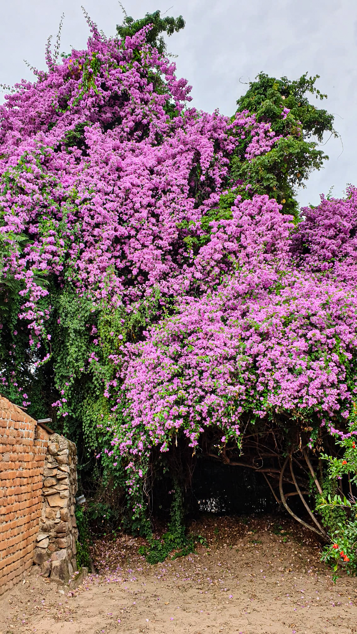 Este și ceva frumos aici?