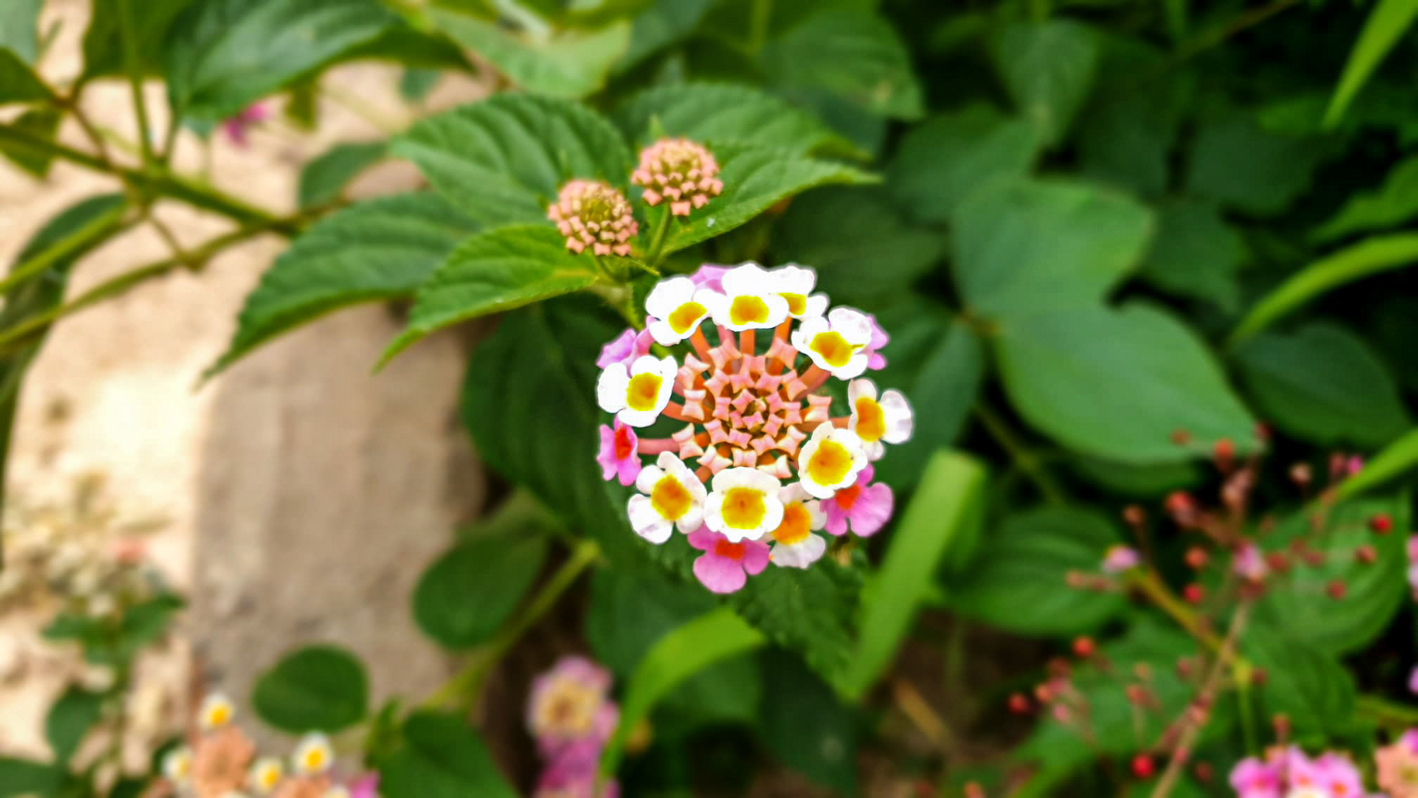 Este și ceva frumos aici?