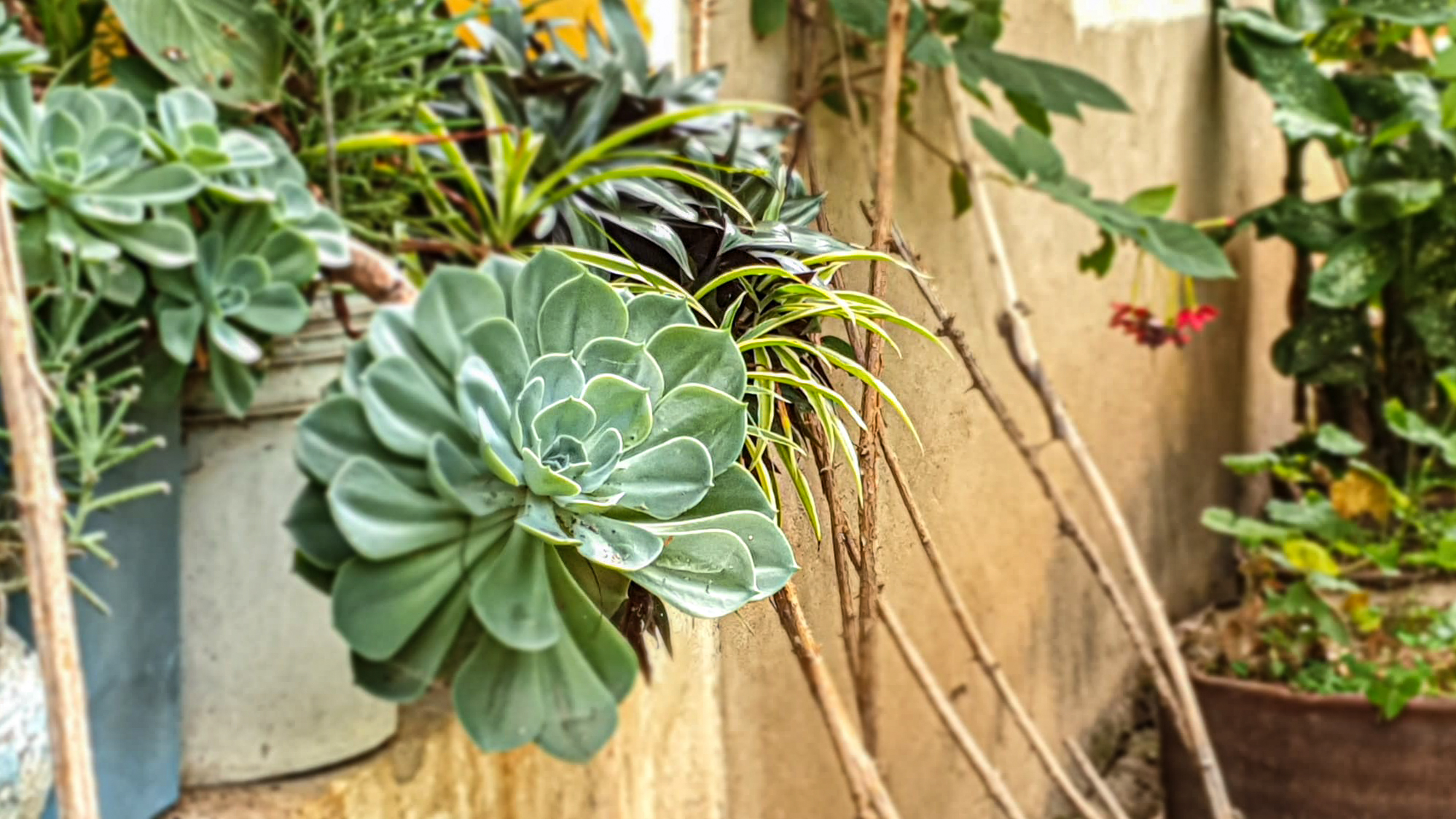 Este și ceva frumos aici?