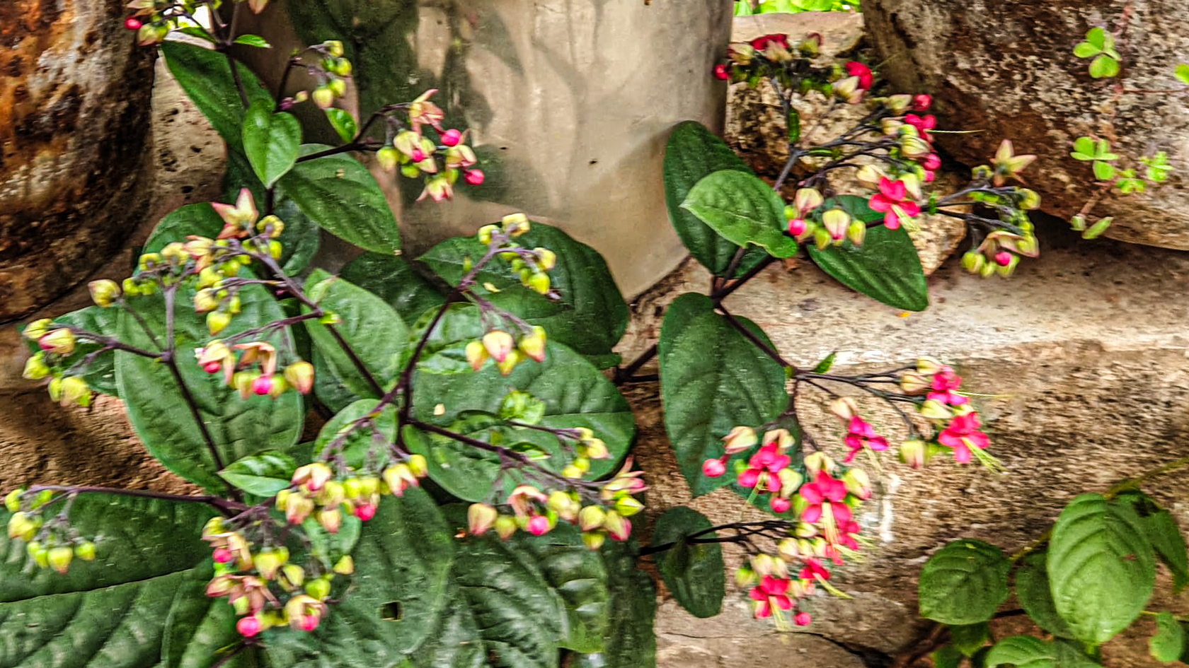 Este și ceva frumos aici?