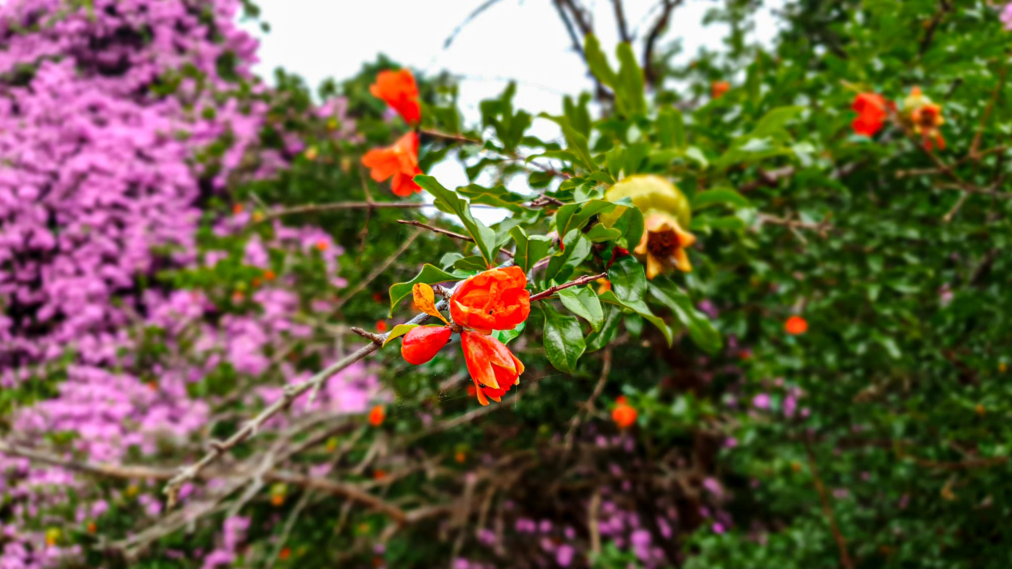 Este și ceva frumos aici?