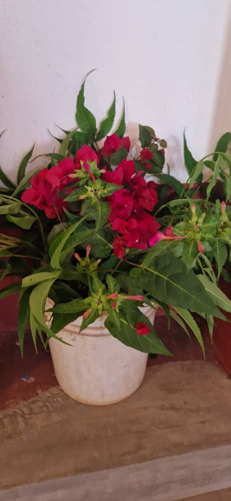 Ilalasimba – o călătorie spre rai, o călătorie spre Tatăl!