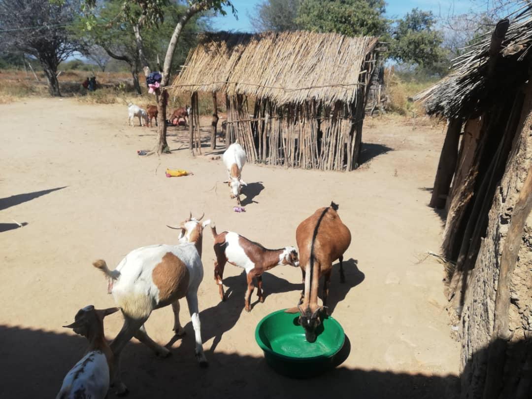 Întâlnire cu prietenii massai din Parohia de la Mapogoro