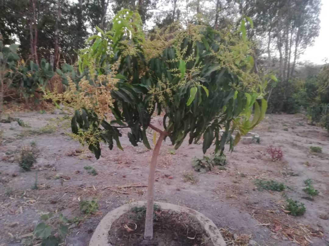 Cu gândul la grădinile din România, îngrijim grădina Centrului Misionar din Kidamali