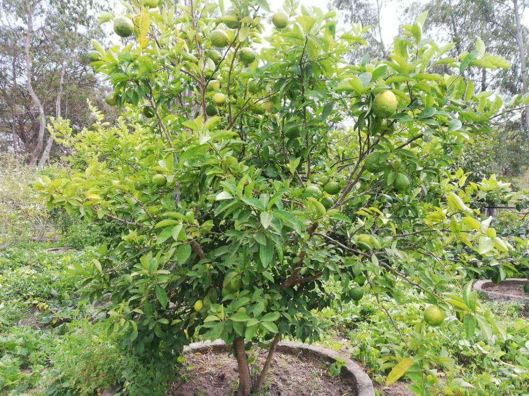 Cu gândul la grădinile din România, îngrijim grădina Centrului Misionar din Kidamali