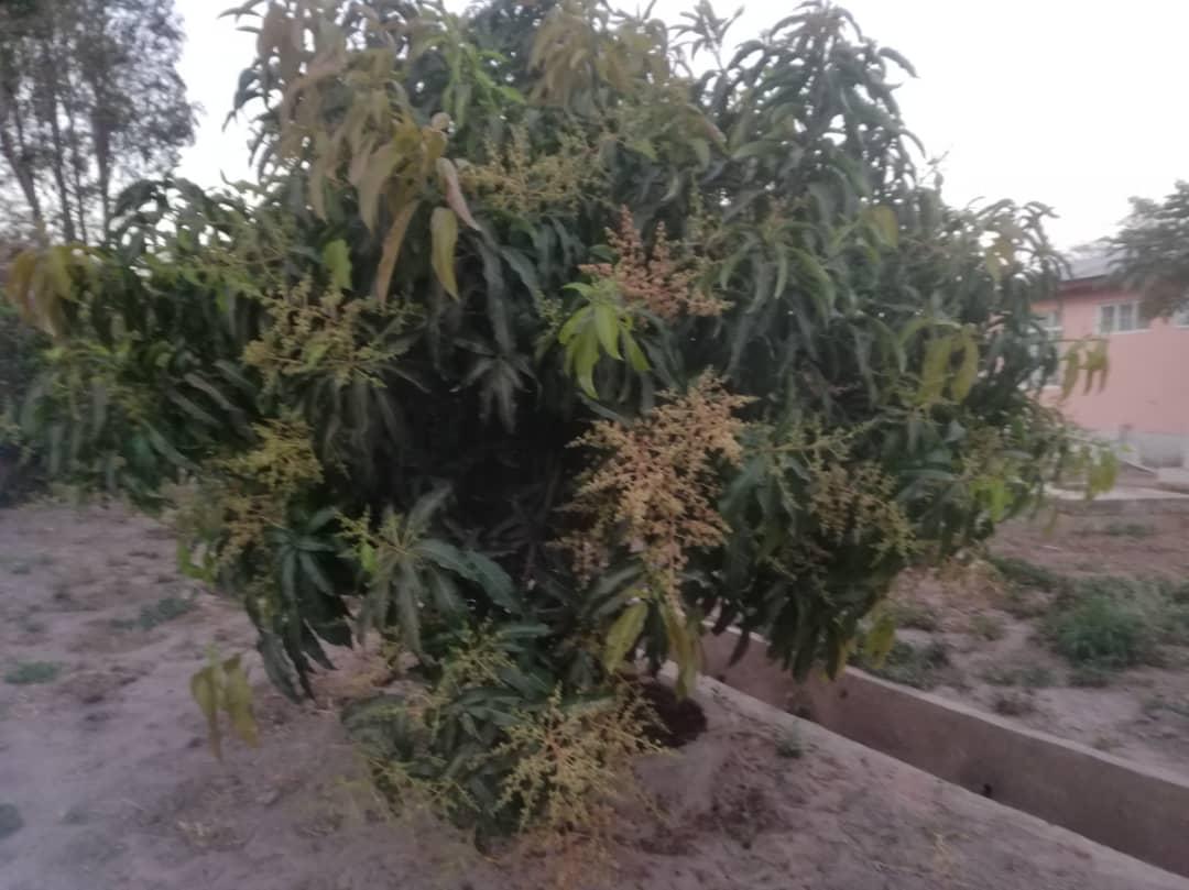 Cu gândul la grădinile din România, îngrijim grădina Centrului Misionar din Kidamali