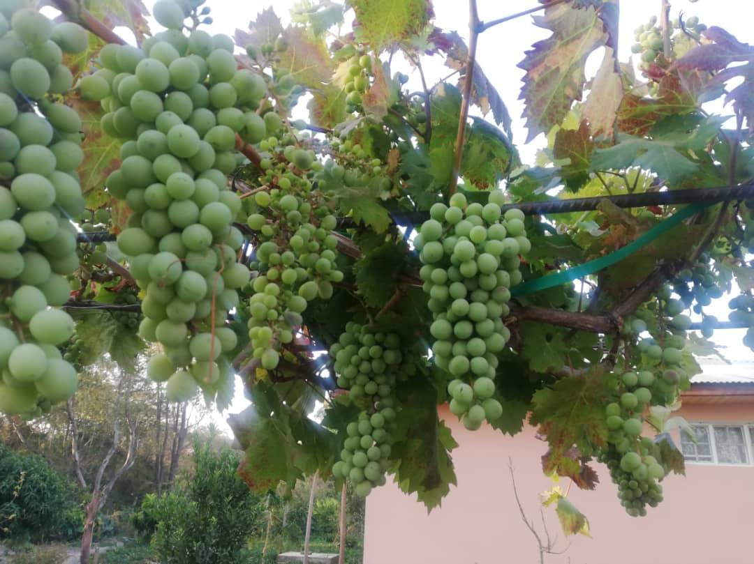 Cu gândul la grădinile din România, îngrijim grădina Centrului Misionar din Kidamali