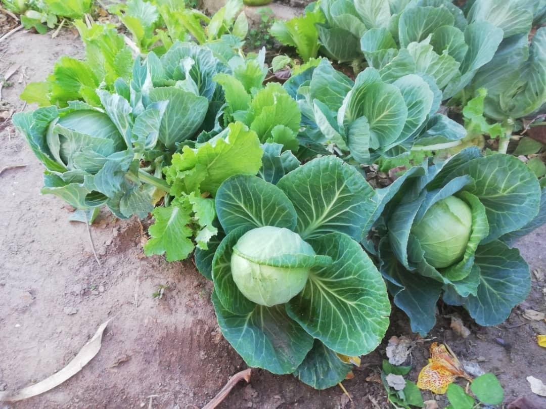 Cu gândul la grădinile din România, îngrijim grădina Centrului Misionar din Kidamali