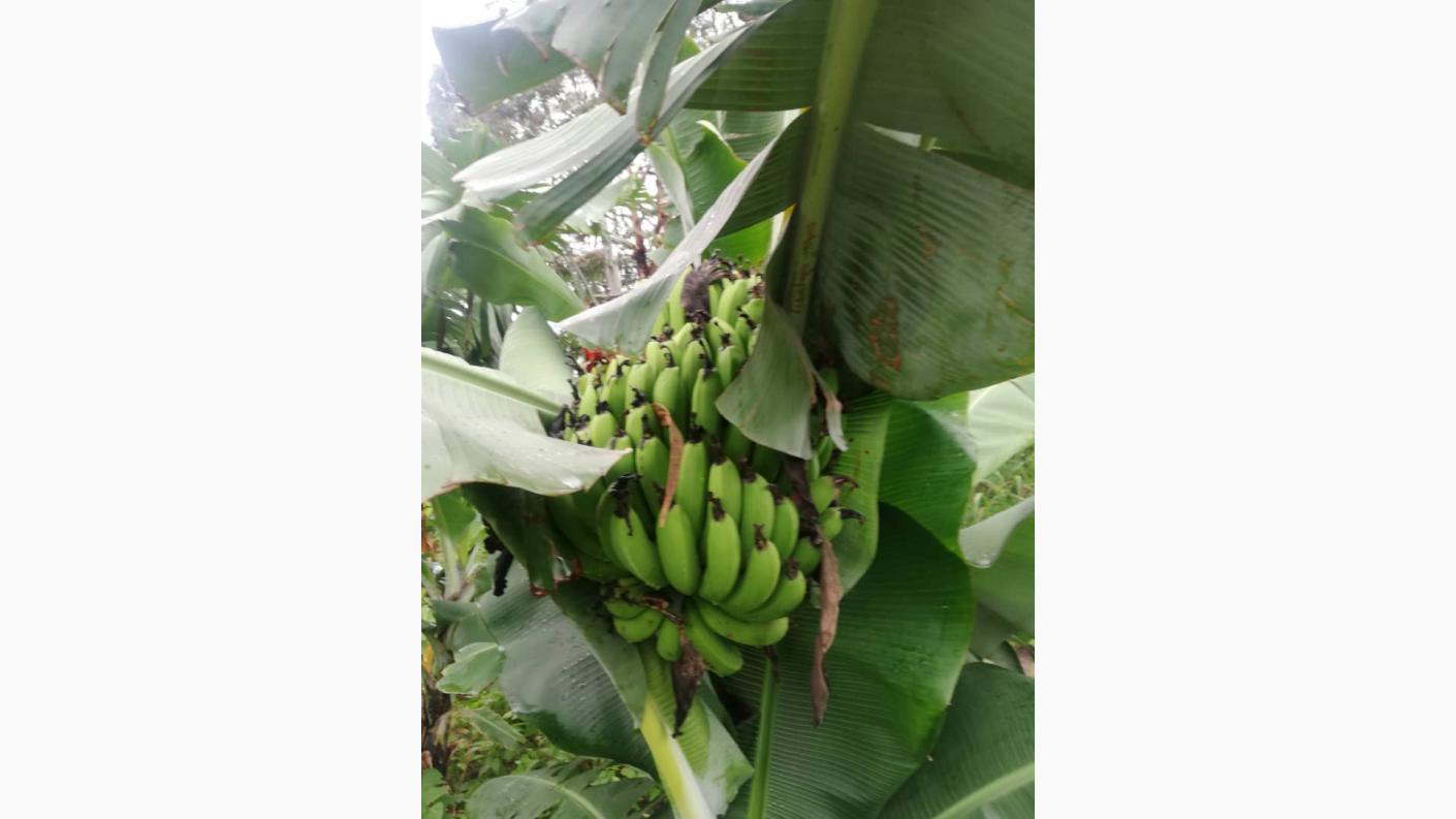 Cu gândul la grădinile din România, îngrijim grădina Centrului Misionar din Kidamali