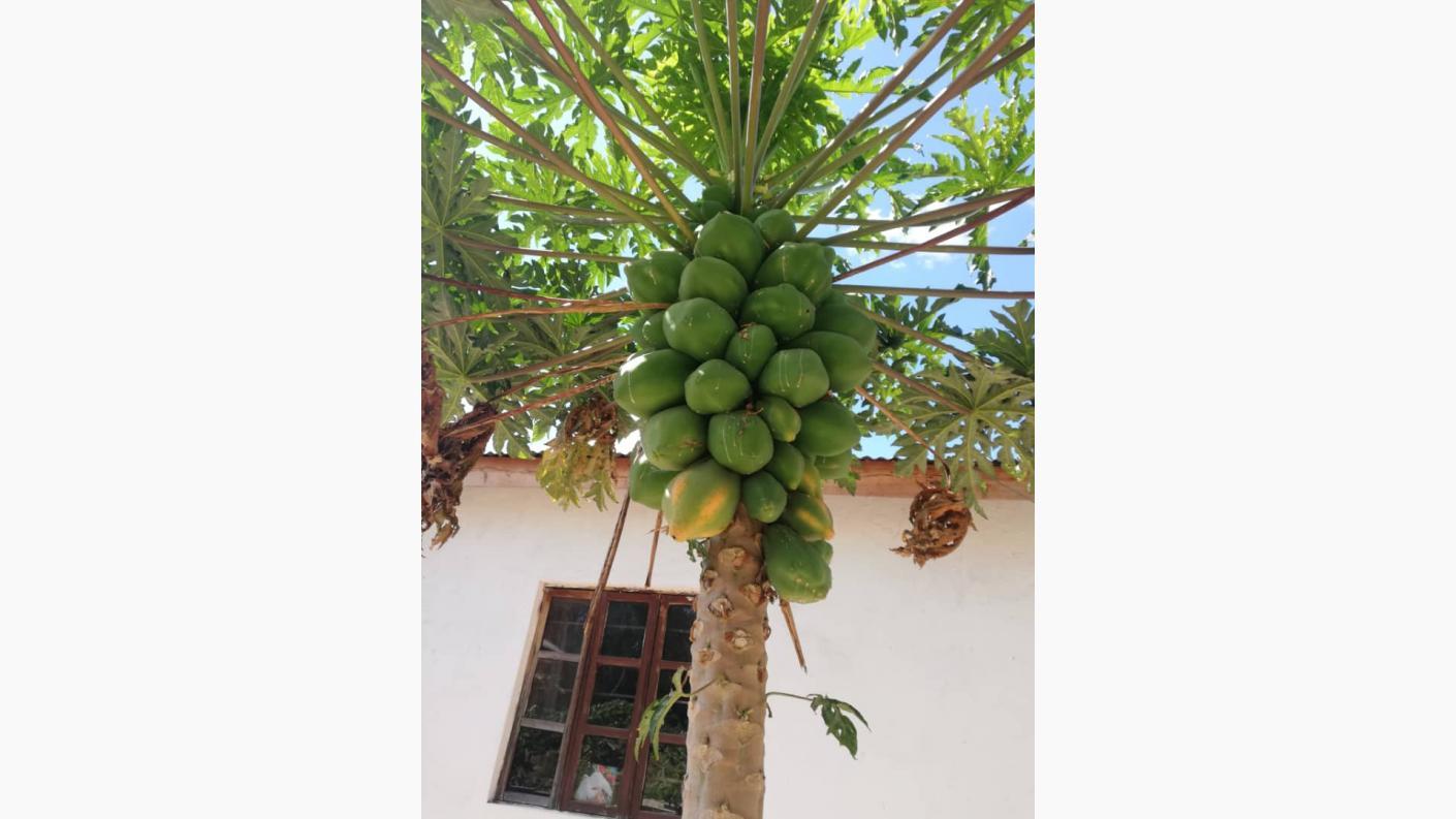 Cu gândul la grădinile din România, îngrijim grădina Centrului Misionar din Kidamali