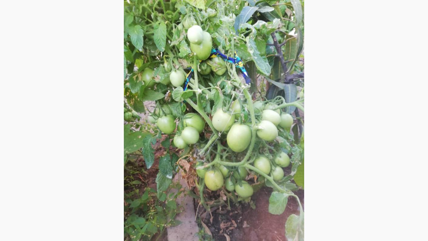 Cu gândul la grădinile din România, îngrijim grădina Centrului Misionar din Kidamali