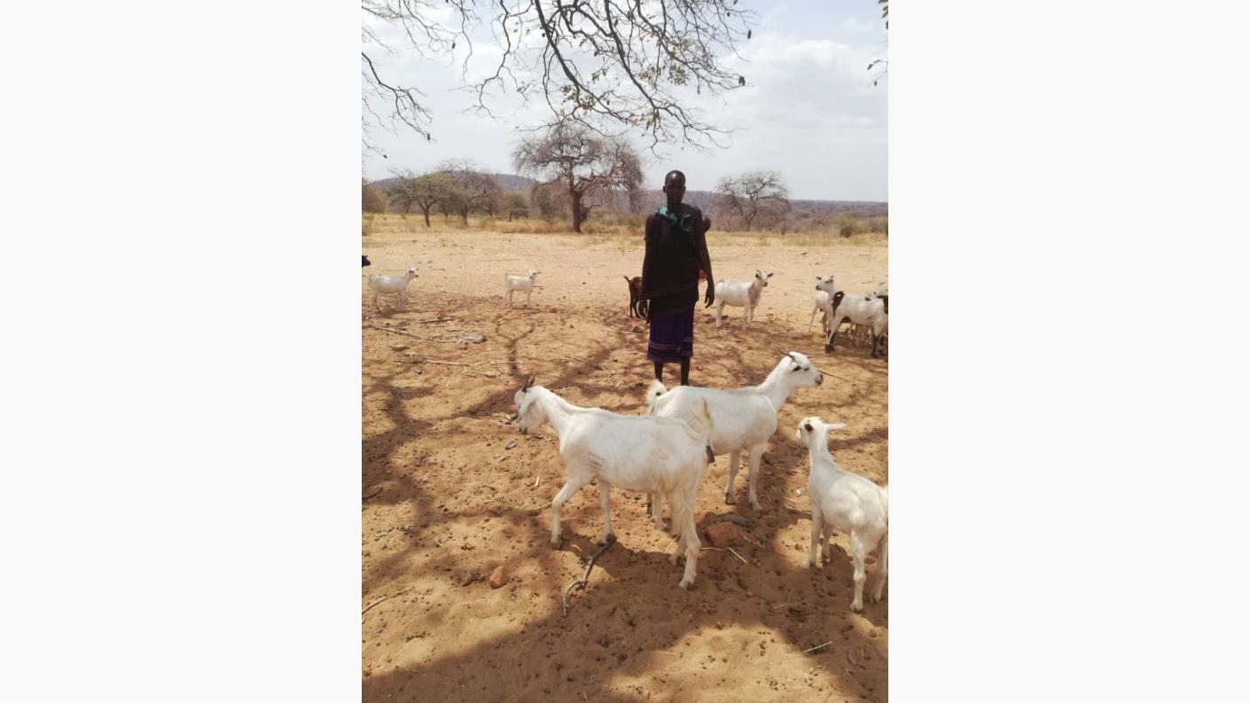 Despre capre ca despre mici comori