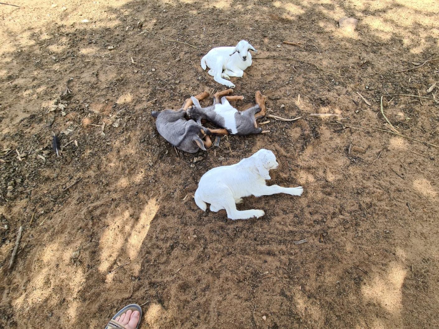 Despre capre ca despre mici comori