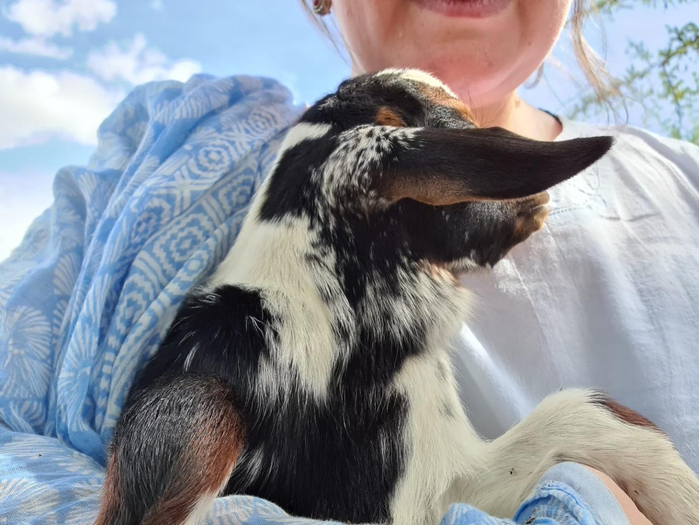 Despre capre ca despre mici comori