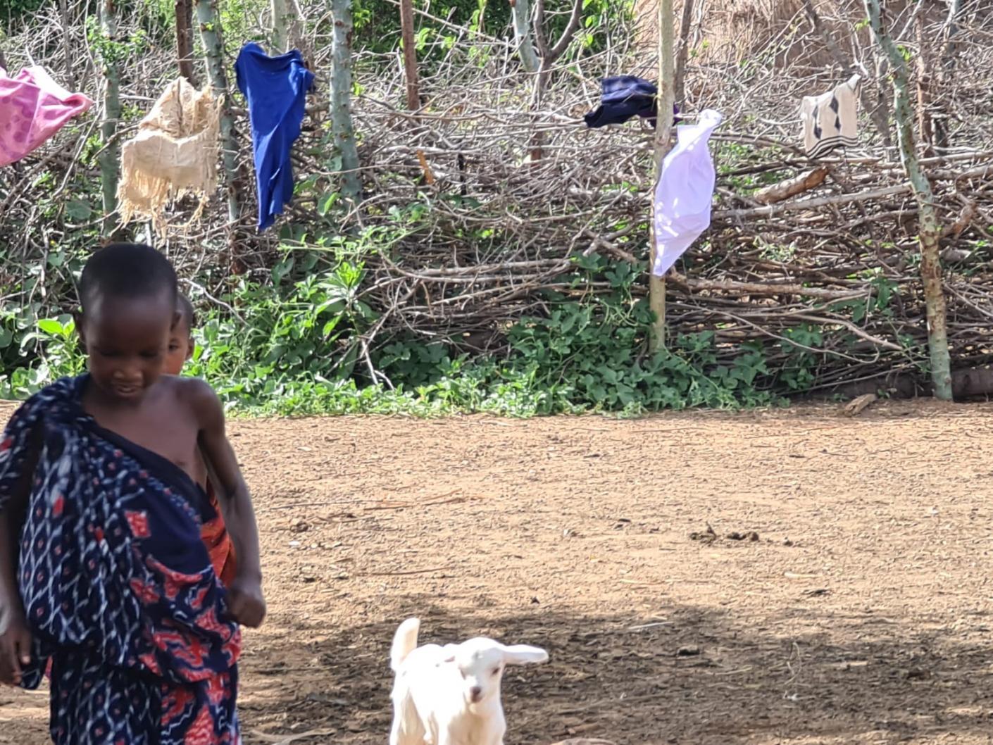 Despre capre ca despre mici comori