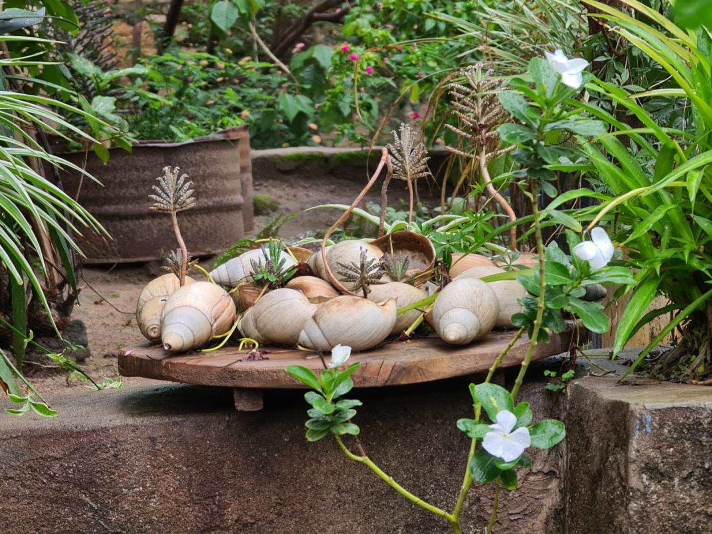 Grădina care aștepta ploaia - binecuvântările postului nostru