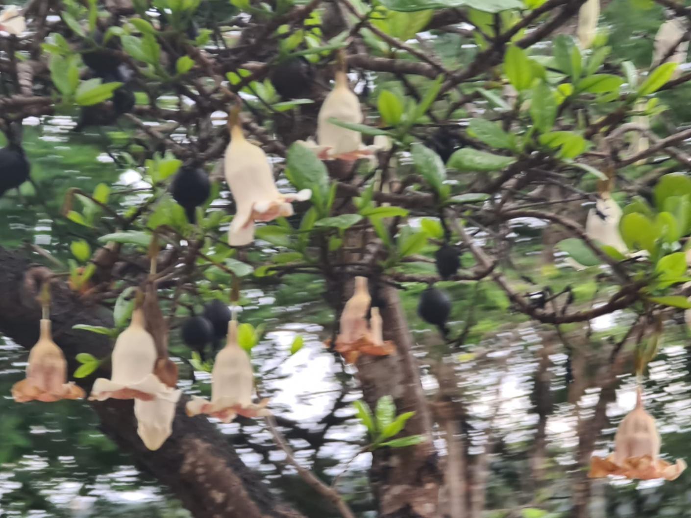 Grădina care aștepta ploaia - binecuvântările postului nostru