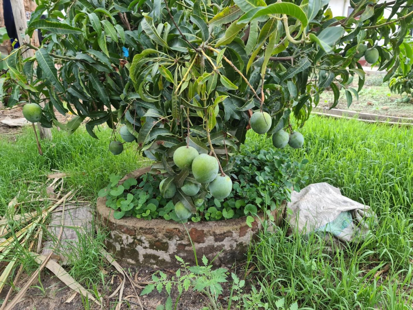 Grădina care aștepta ploaia - binecuvântările postului nostru