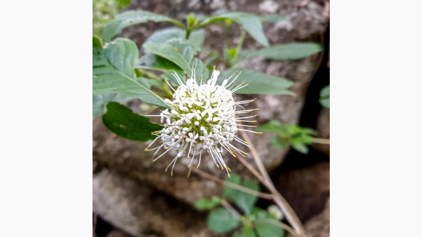 Este și ceva frumos aici?