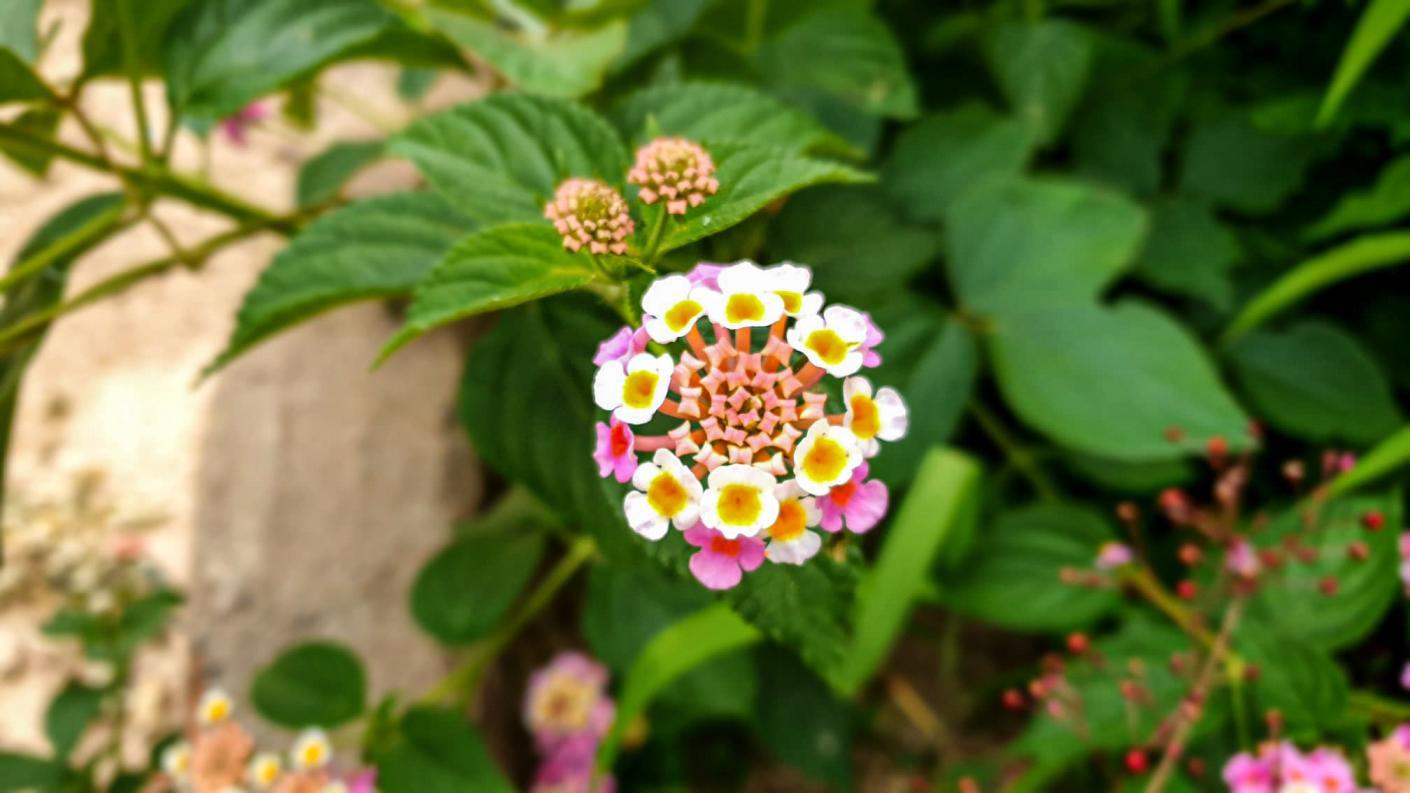 Este și ceva frumos aici?