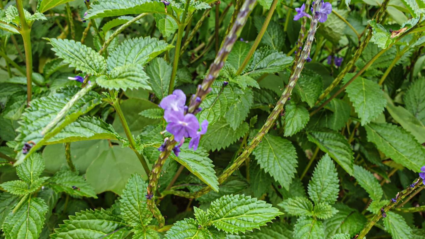 Este și ceva frumos aici?