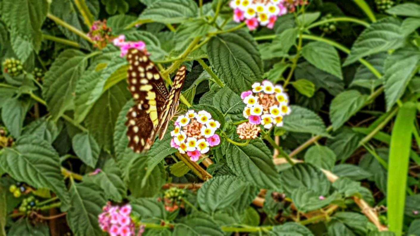 Este și ceva frumos aici?