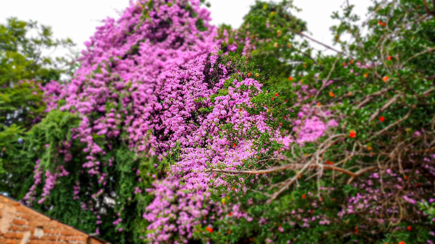 Este și ceva frumos aici?