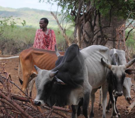 O capră sau o vacă pentru o familie ortodoxă de masai